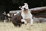 BOULEDOGUE AMERICAIN 066